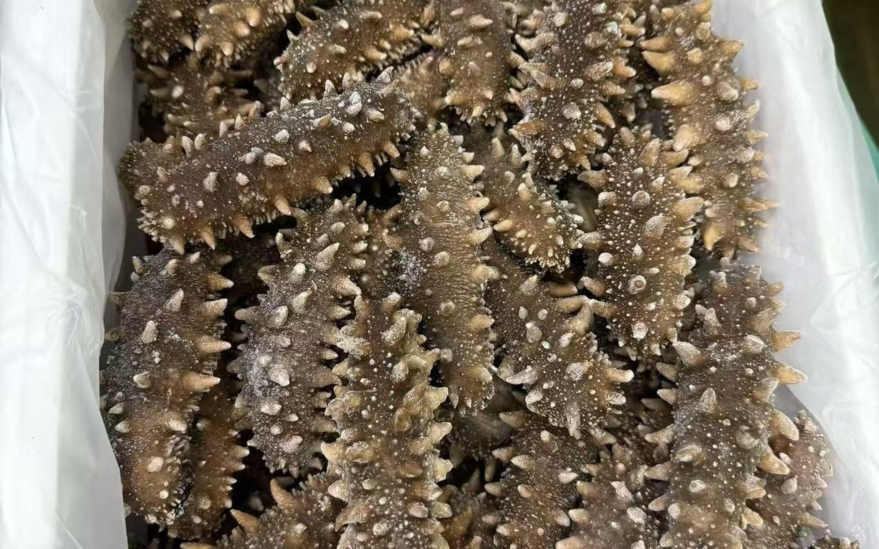 菏泽即食海参实拍图